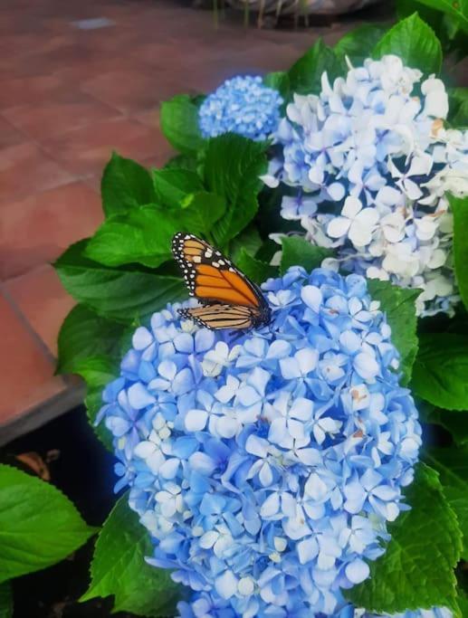 Mi Rinconcito Villa Los Llanos De Aridane Dış mekan fotoğraf